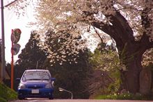 さくら回廊 さくら回廊