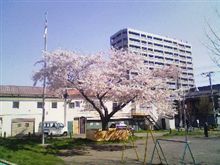 今日が見ごろ