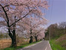 桜動画