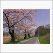 桜動画