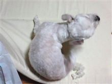 ピンクちゃん ピンクちゃん