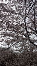 お花見