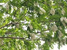 この花は？