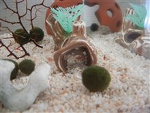 うちのペット
