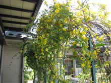 ジャスミンの花