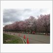 桜満開