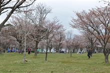 庶野の夫婦桜