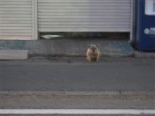 パグさん？