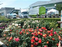 薔薇 今年もフルハーフの薔薇は綺麗だ。
