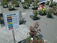 即売 薔薇も売ってます