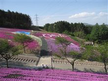 芝桜ってこんなに綺麗