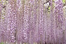 Purple Rain