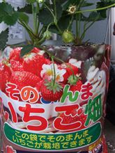 ☆一粒のいちご狩り☆ ☆一粒のいちご狩り☆