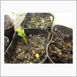 ｢ｺﾞｰﾔ｢芽」が出た♪　5 ...