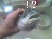 イナダ実績解除ｗ