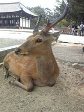 お散歩日和だなぁ