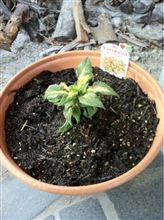 サンパチェンスを植えました
