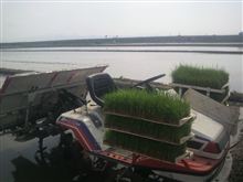 田植え