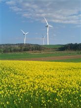 下北半島 横浜町菜の花畑