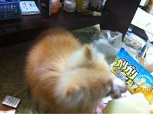 今日の締めは。
