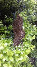 蜂の巣　　5/18(水）