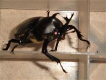 　カブトムシ捕獲。