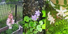 小さき花 Ⅱ