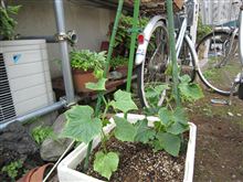 キュウリも植えました＾＾