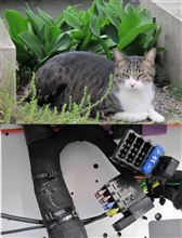 にゃんこ