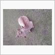 ふんふんふ～ん、黒豆や～