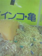 のどかだね~ のどかだね~