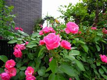 薔薇の季節ですね♪