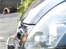 仕方が無いので洗車・・