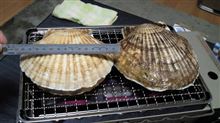 デカ帆立貝