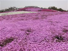 茶臼山芝桜まつり