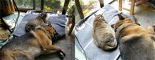 動物病院から、逃げる陸。 動物病院から、逃げる陸。
