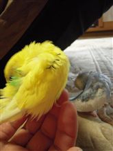 シンクロナイズド部屋汚し