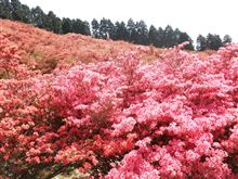 葛城山　つつじの画像