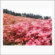 葛城山　つつじの画像