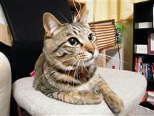 我が家の長男