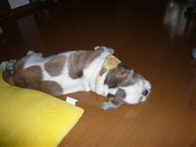 狂犬病