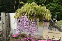 藤の花