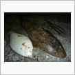 北東の風4m/s波の高さ0. ...