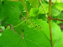 ECOインサイトファーム2011～小さな玉しずく～