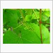 ECOインサイトファーム2011～小さな玉しずく～