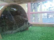 ミニ動物園