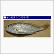 魚類に進化したのか？