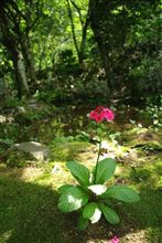 今日もヨレヨレの水曜日…