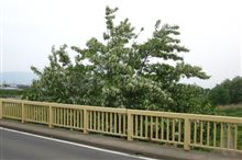 ニセ物が満開? ニセ物が満開?