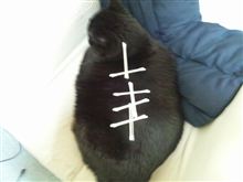 クロのレントゲン写真 クロのレントゲン写真